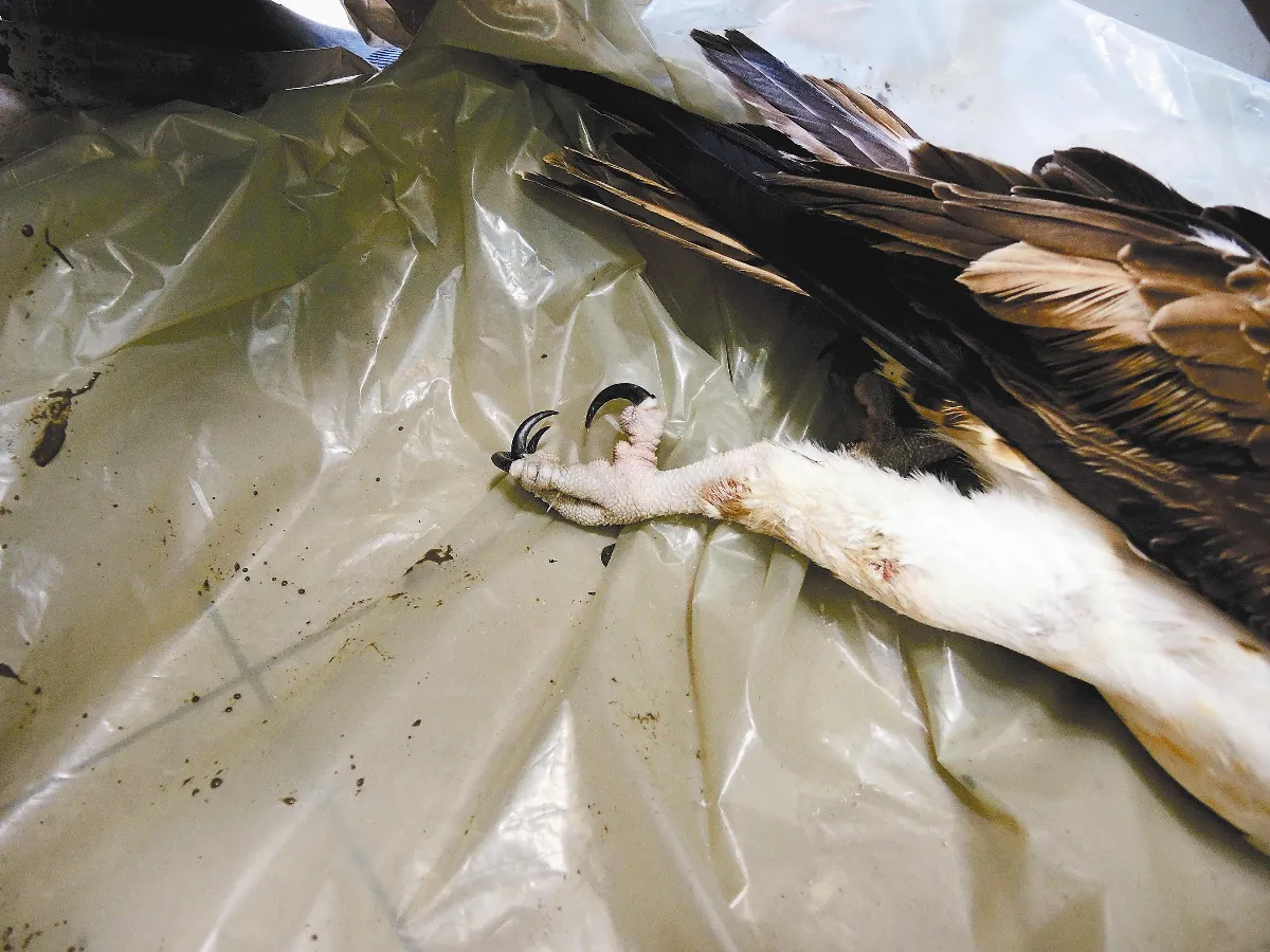 落難的王者 魚鷹