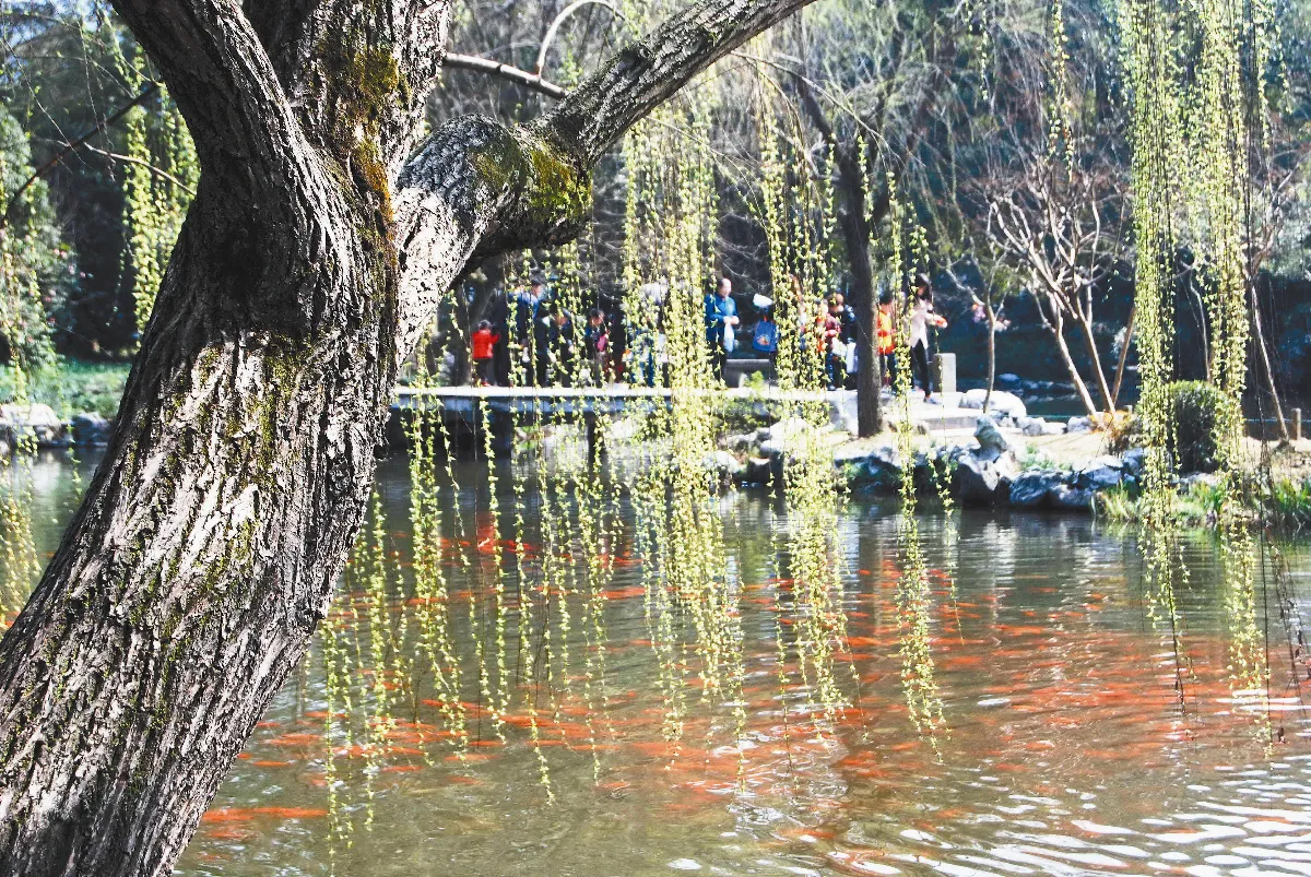 旅行的風景 江南垂柳憶老友