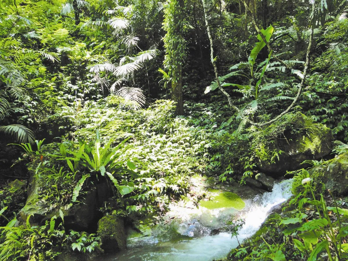 【人間植物禪】 當人類遠離