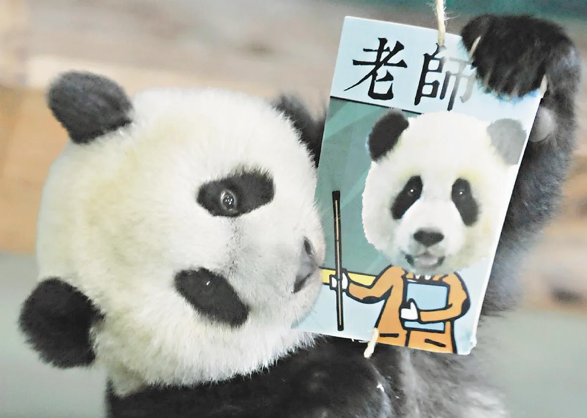 圓仔抓周 想當老師