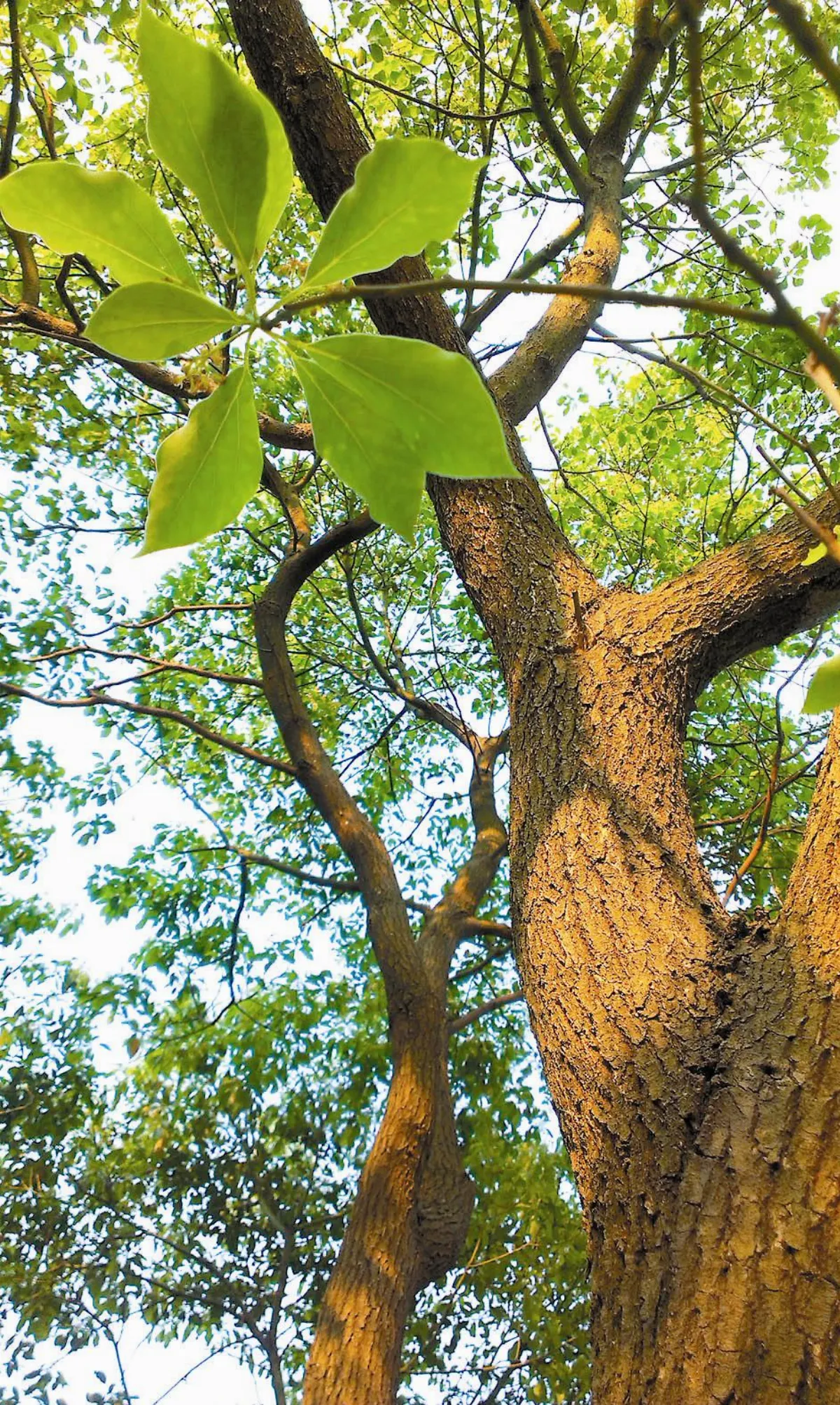 【人間植物禪】心中的畫面