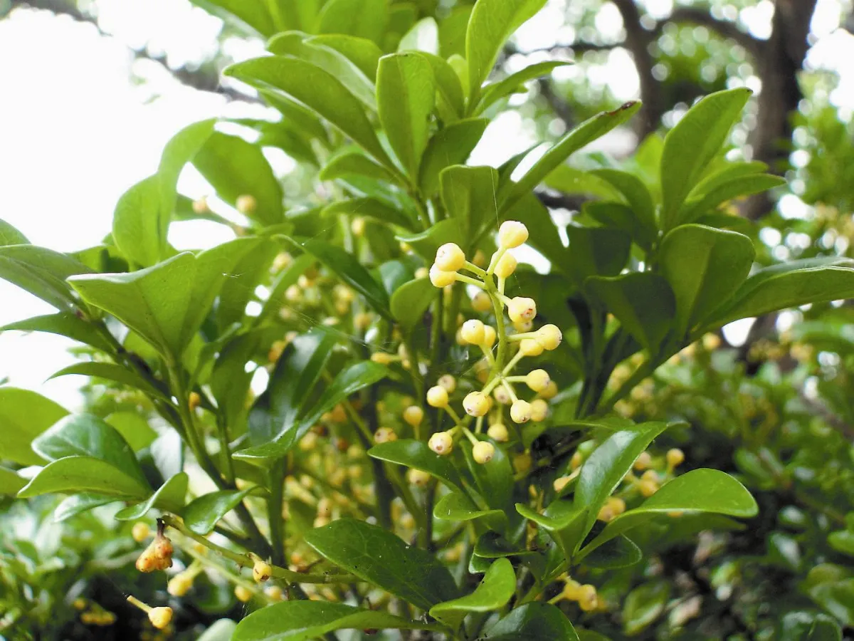 【人間植物禪】 無礙花香