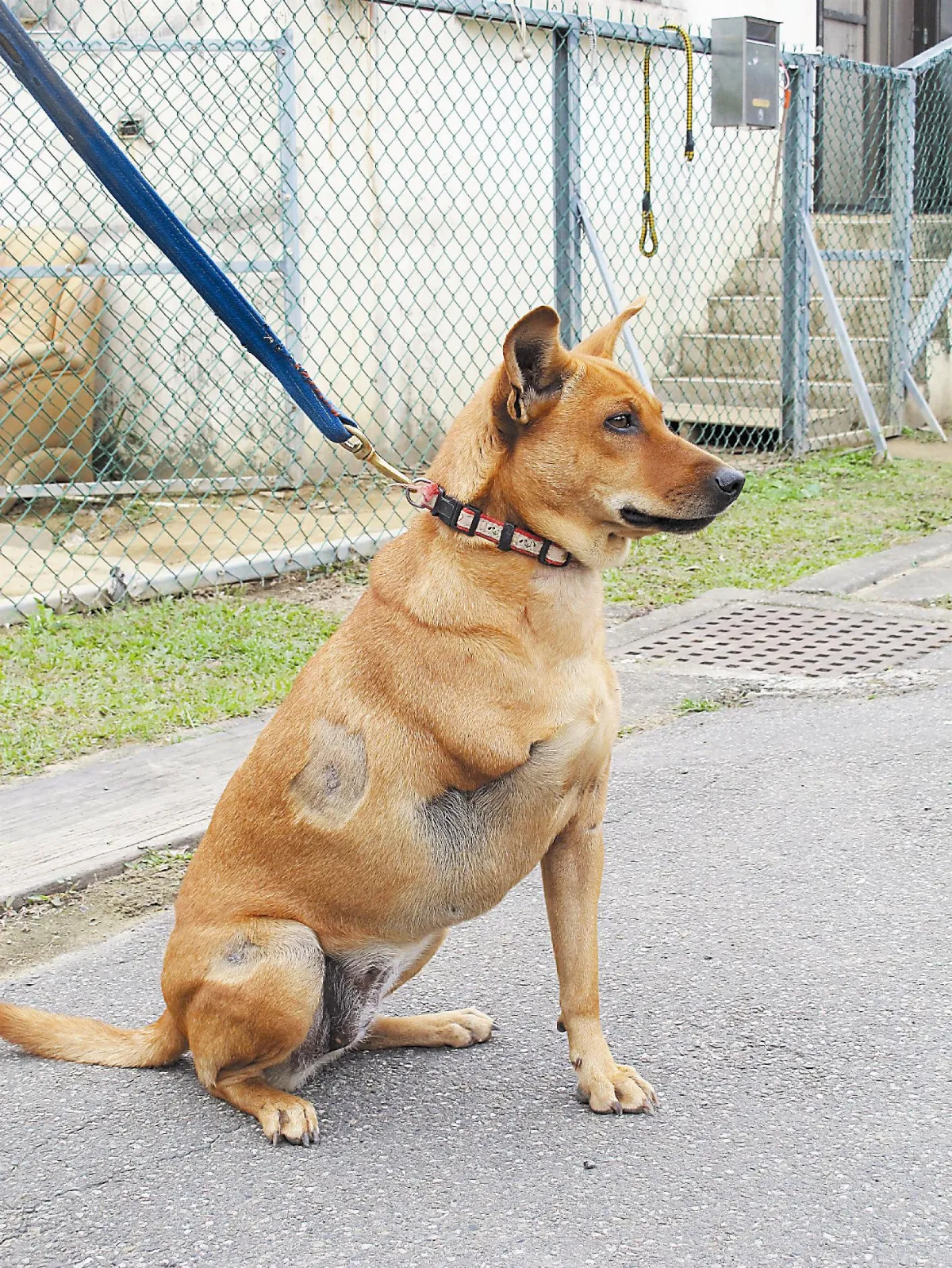 流浪犬汪汪