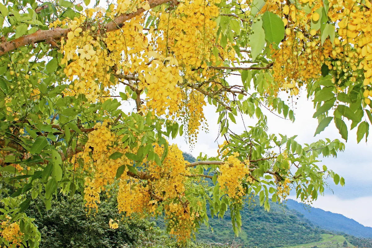 生命畫語 心靈環保