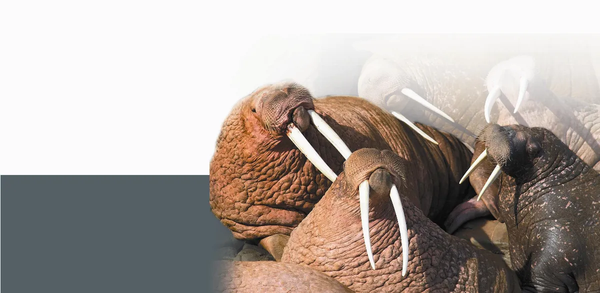 相遇北美大地 海象 海中的相撲好手