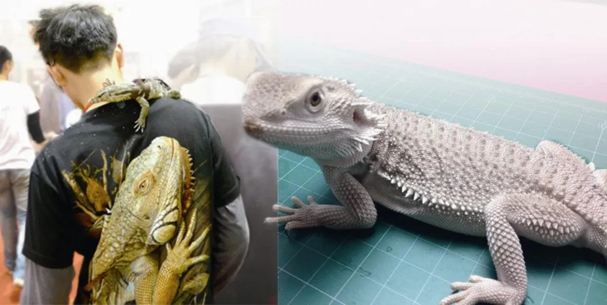 兩爬動物 周日相見歡