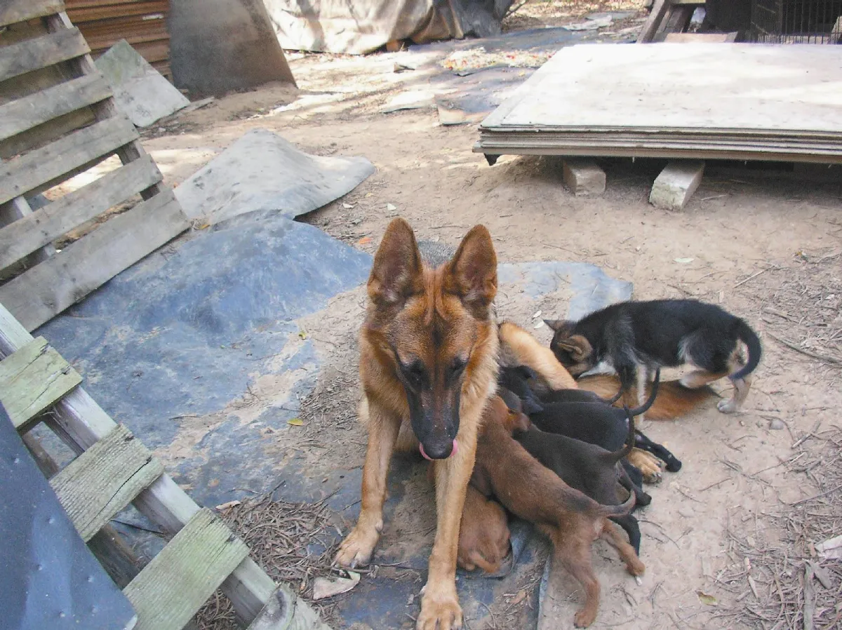 野狗報恩 守護老狗