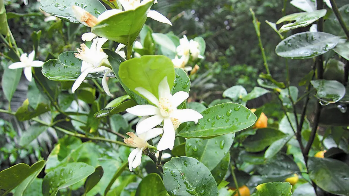 【人間植物禪】小雨來的時候