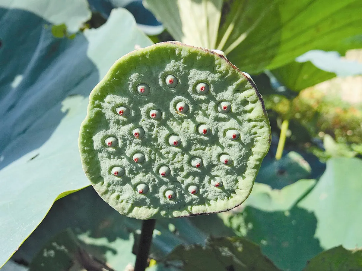 植物教室 出汙泥而不染 ─蓮花