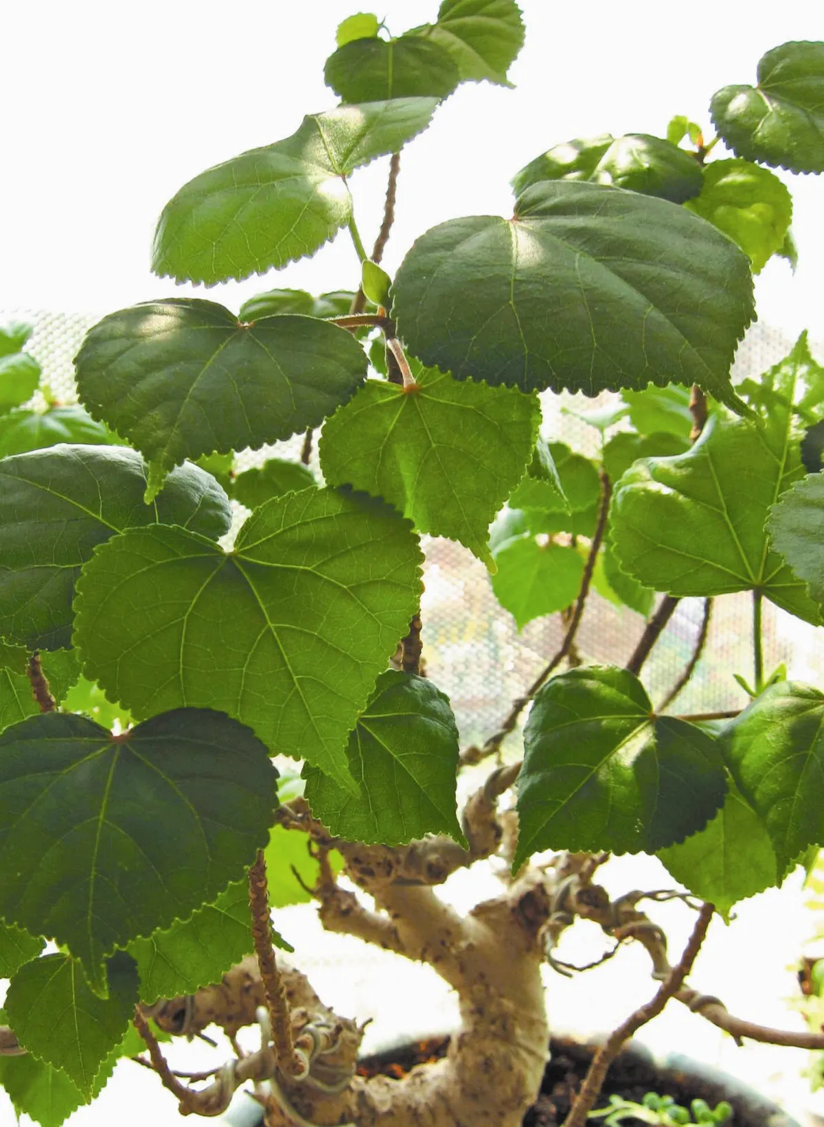 【人間植物禪】問黃槿