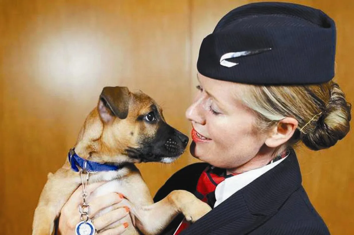 療癒系寵物 陪乘客長途飛行