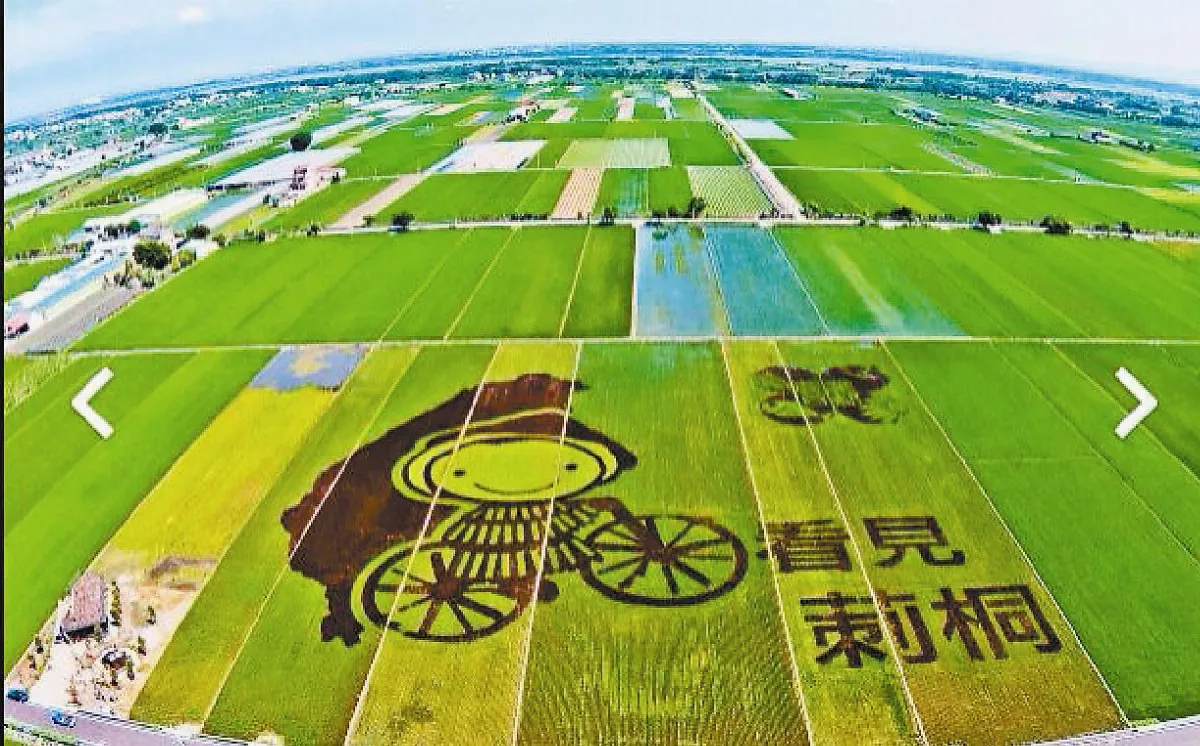 說稻做到 看見莿桐有影啦
