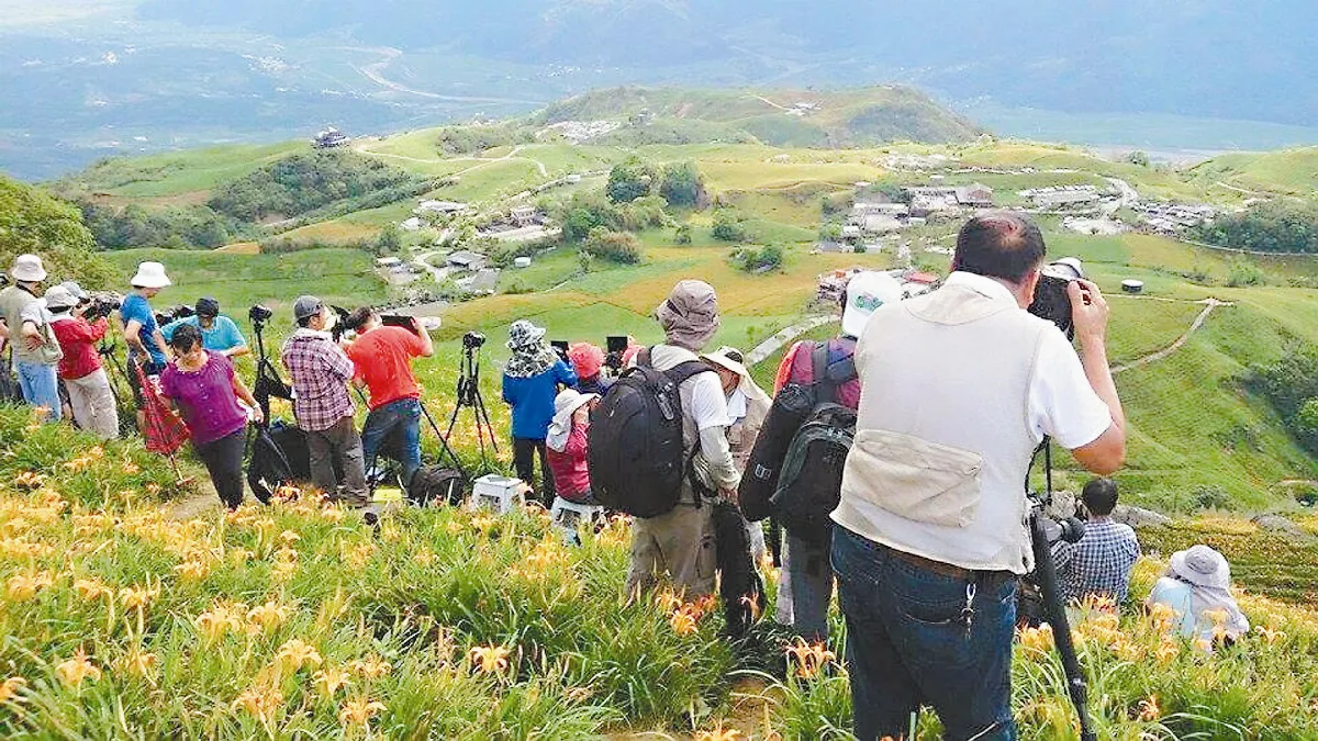 忘情拍美景 金針花掉淚