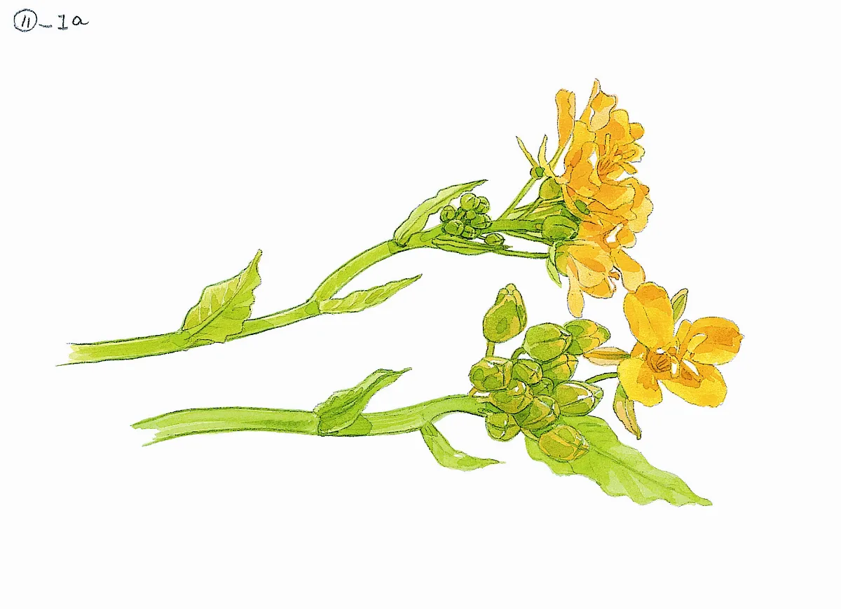 野地食堂 油菜花