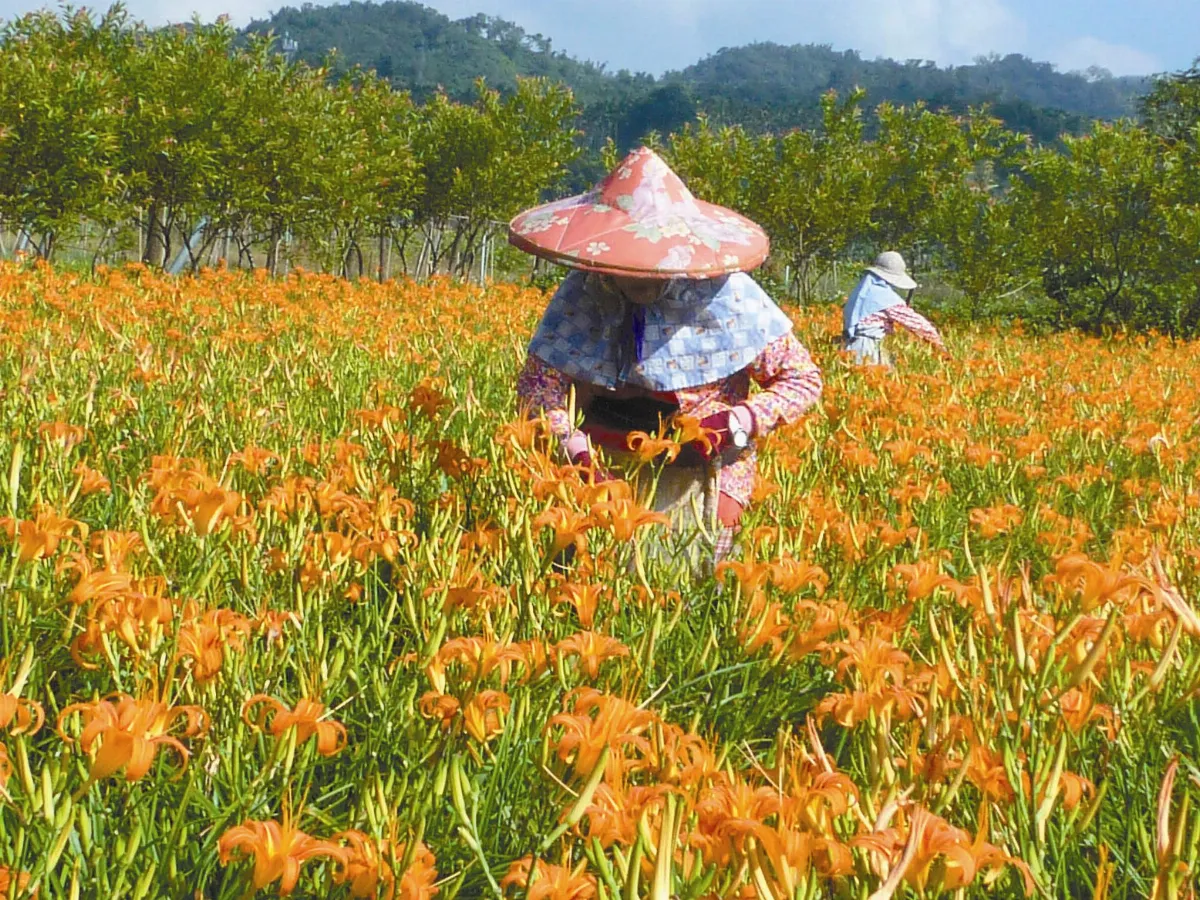 旅行的風景 秋賞金針花