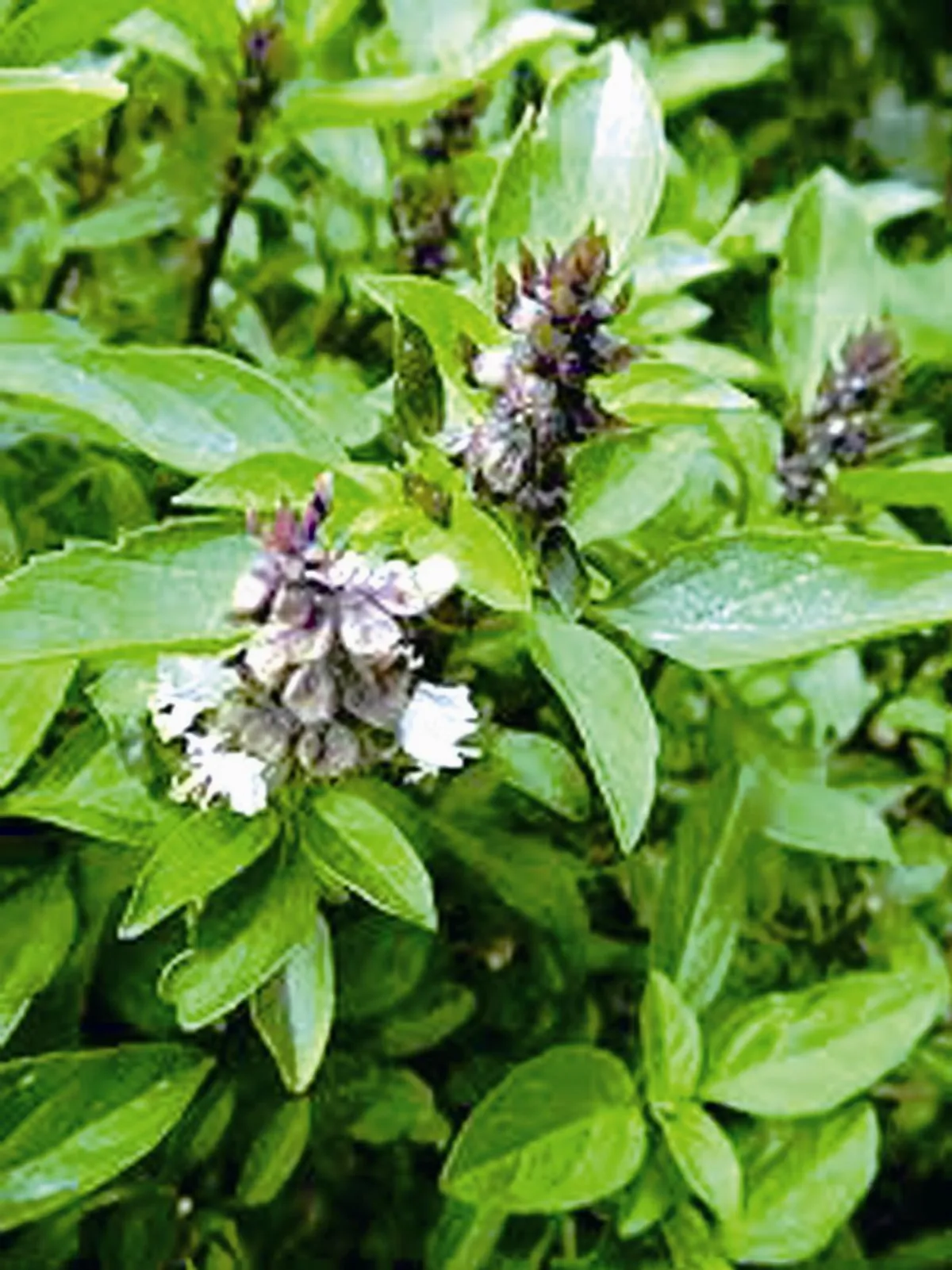 家鄉菜餚 九層塔