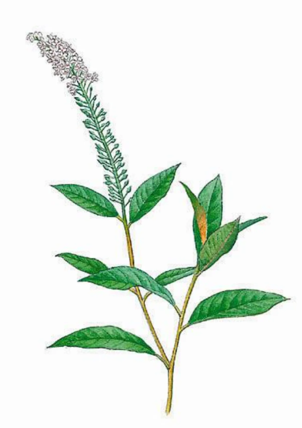 【楚辭植物圖鑑】貓頭鷹出版 從植物看詩人的情懷