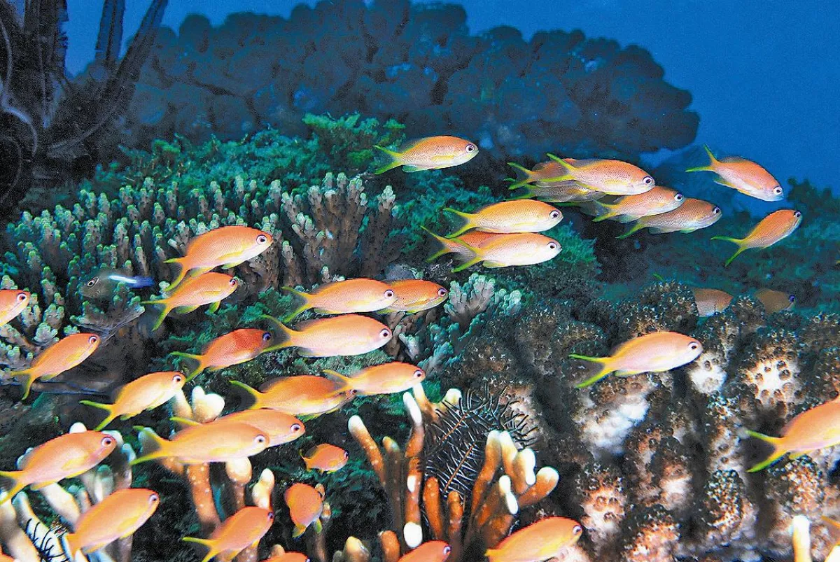 珊瑚白化浩劫 核三出水口解題