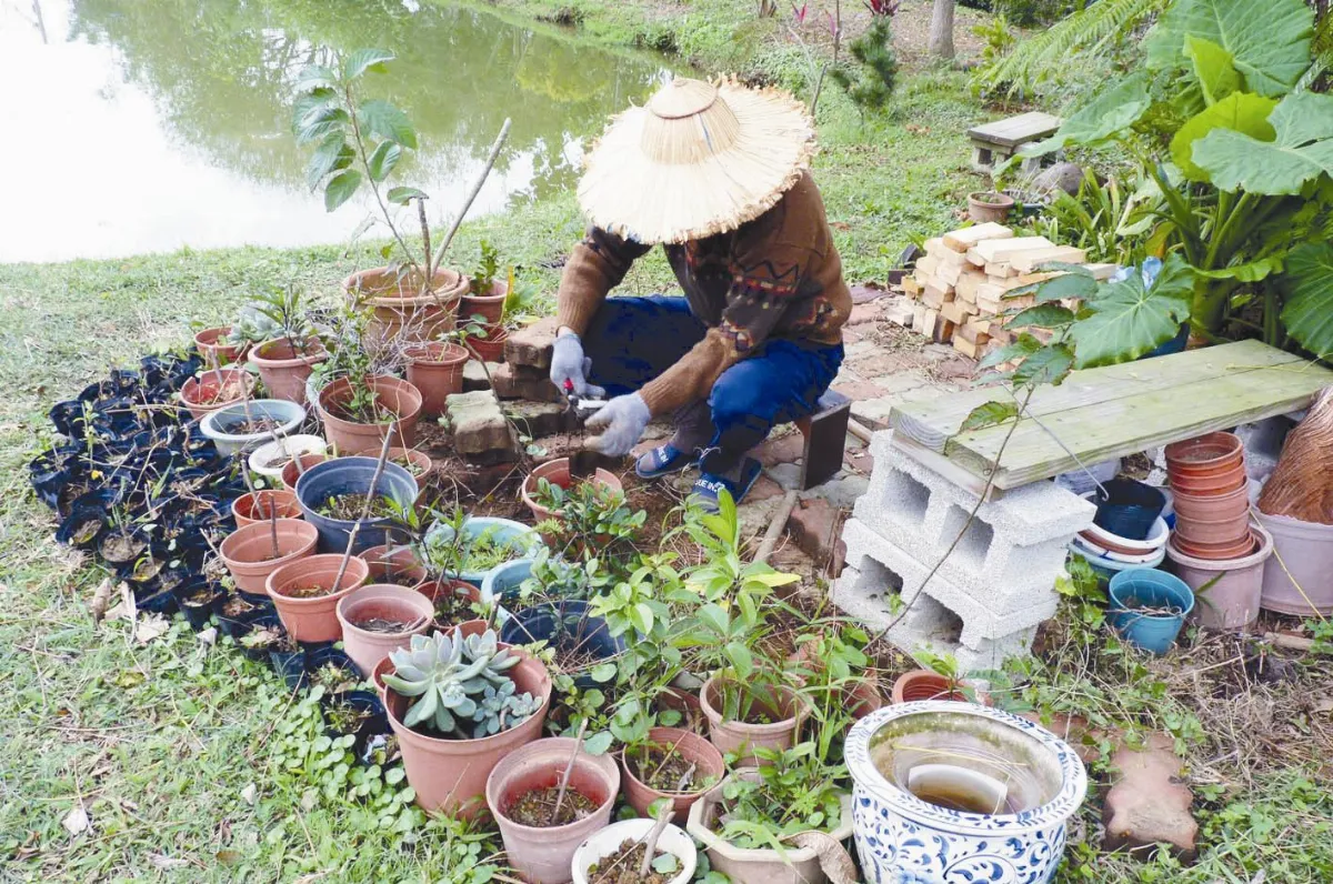 【人間植物禪】 子不如