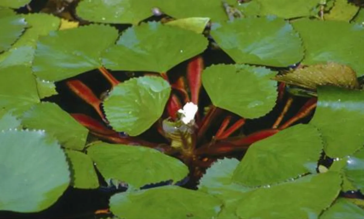 【楚辭植物圖鑑】 芰