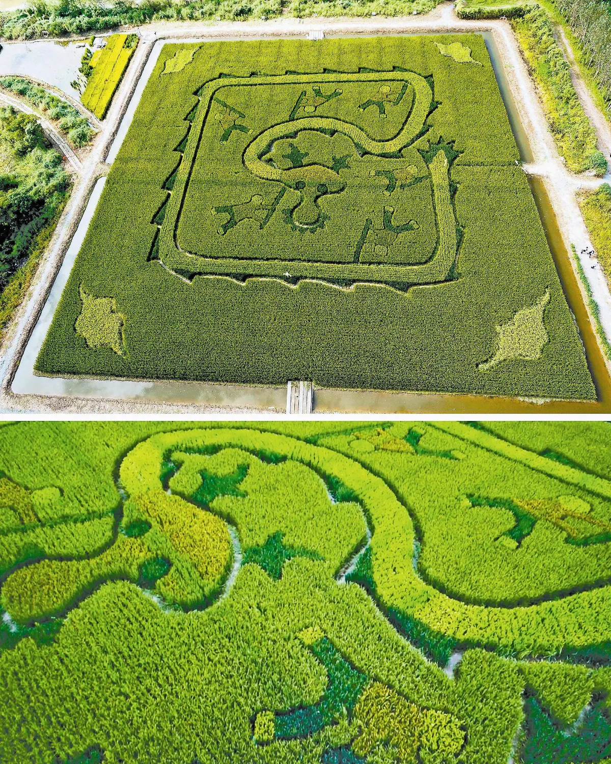 插秧作畫 農民種出五彩巨龍