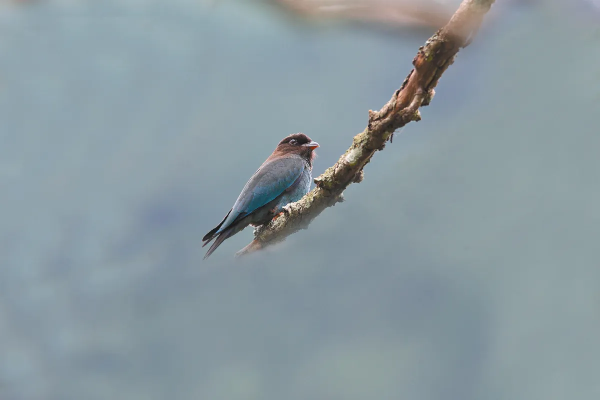奇妙生物 三寶鳥 ──佛法僧