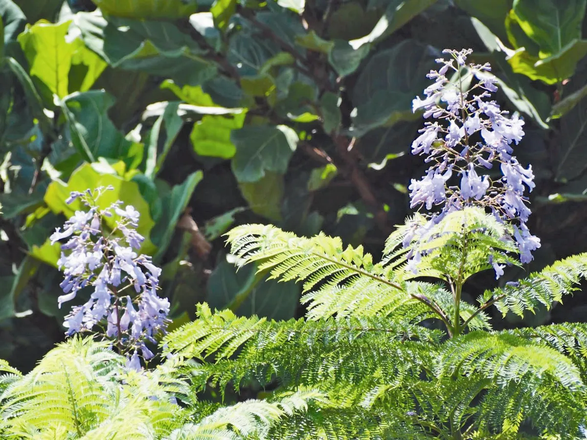 【人間植物禪】   驕傲的藍花楹