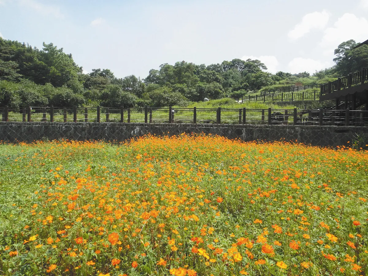 家庭好康情報分享站 貓空賞波斯菊