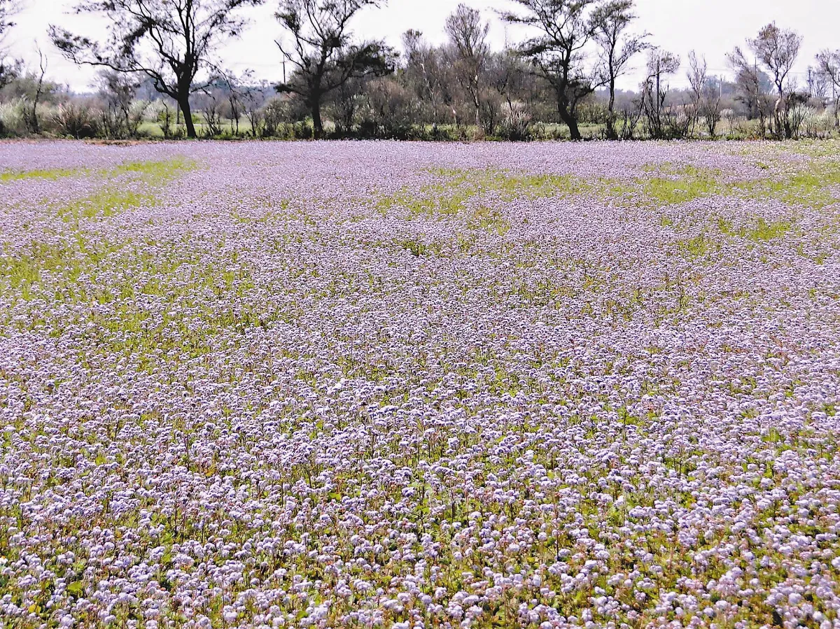 【人間植物禪】    還地予自然