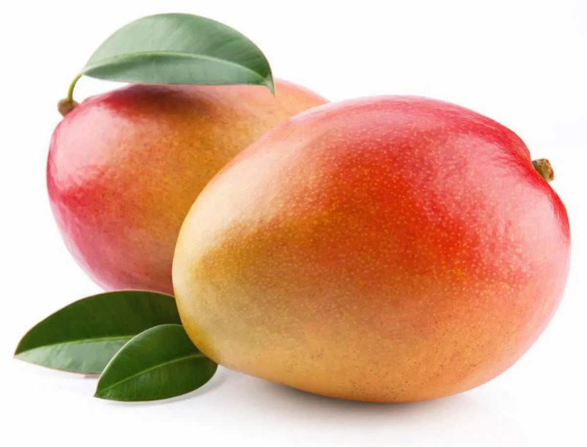 自然與食物  我與自然共享的禮物──芒果乾