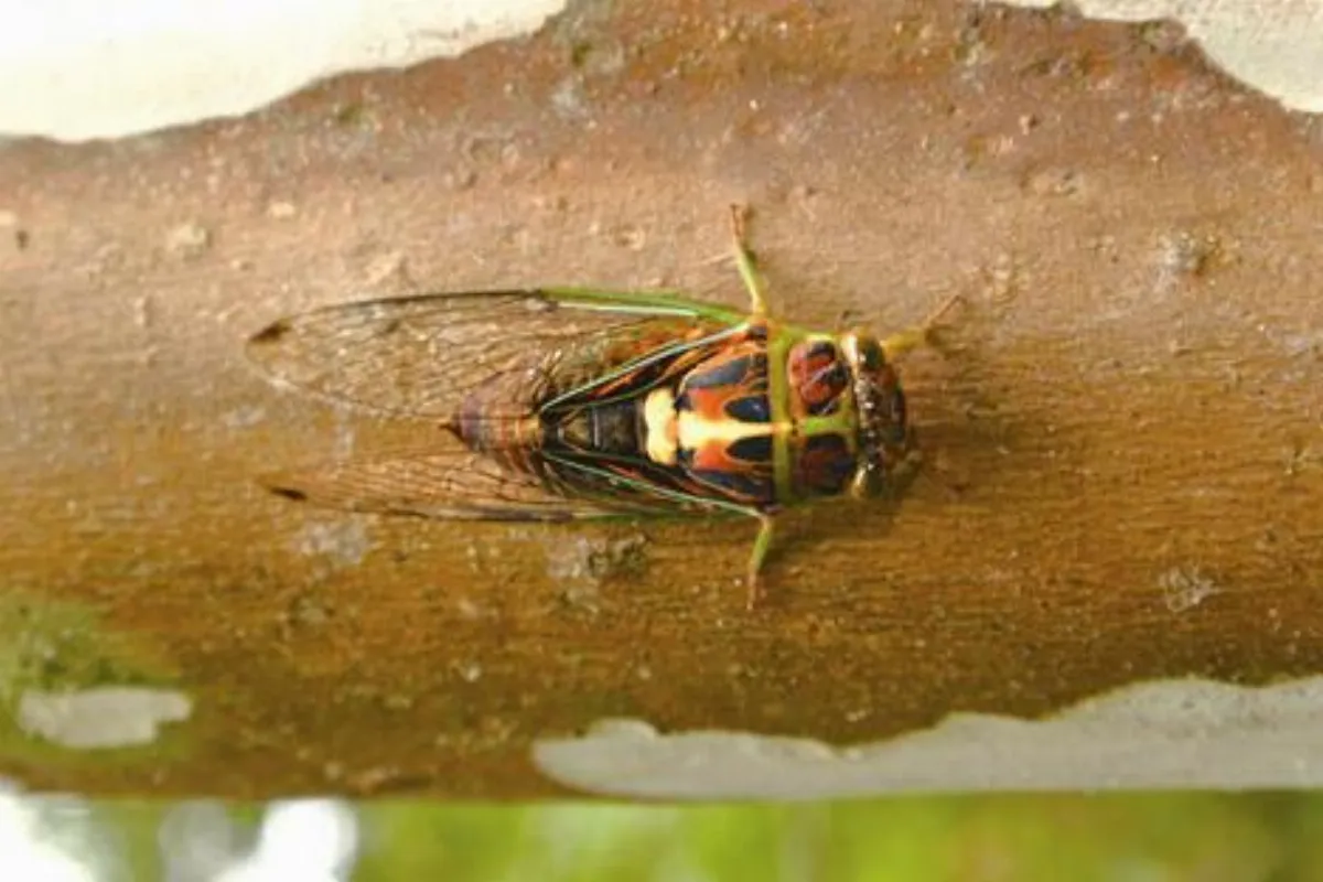 昆蟲小宇宙 端黑蟬 Nipponosemia terminalis