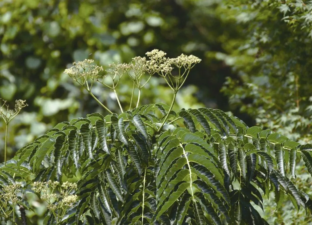 【楚辭植物圖鑑】 樧（食茱萸）