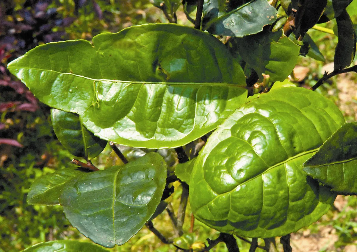 茶來茶去 唐山佛手過台灣