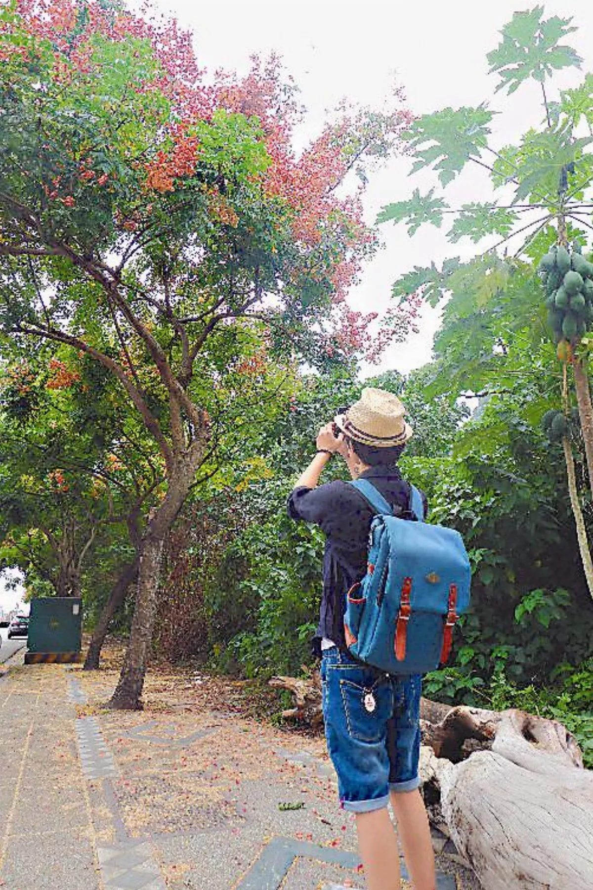 台九線台灣欒樹紅了
