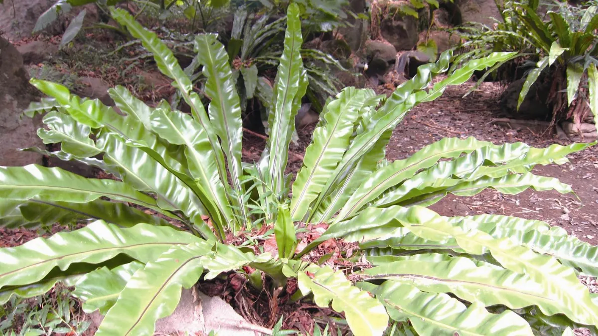 【人間植物禪】     被馴化的植物