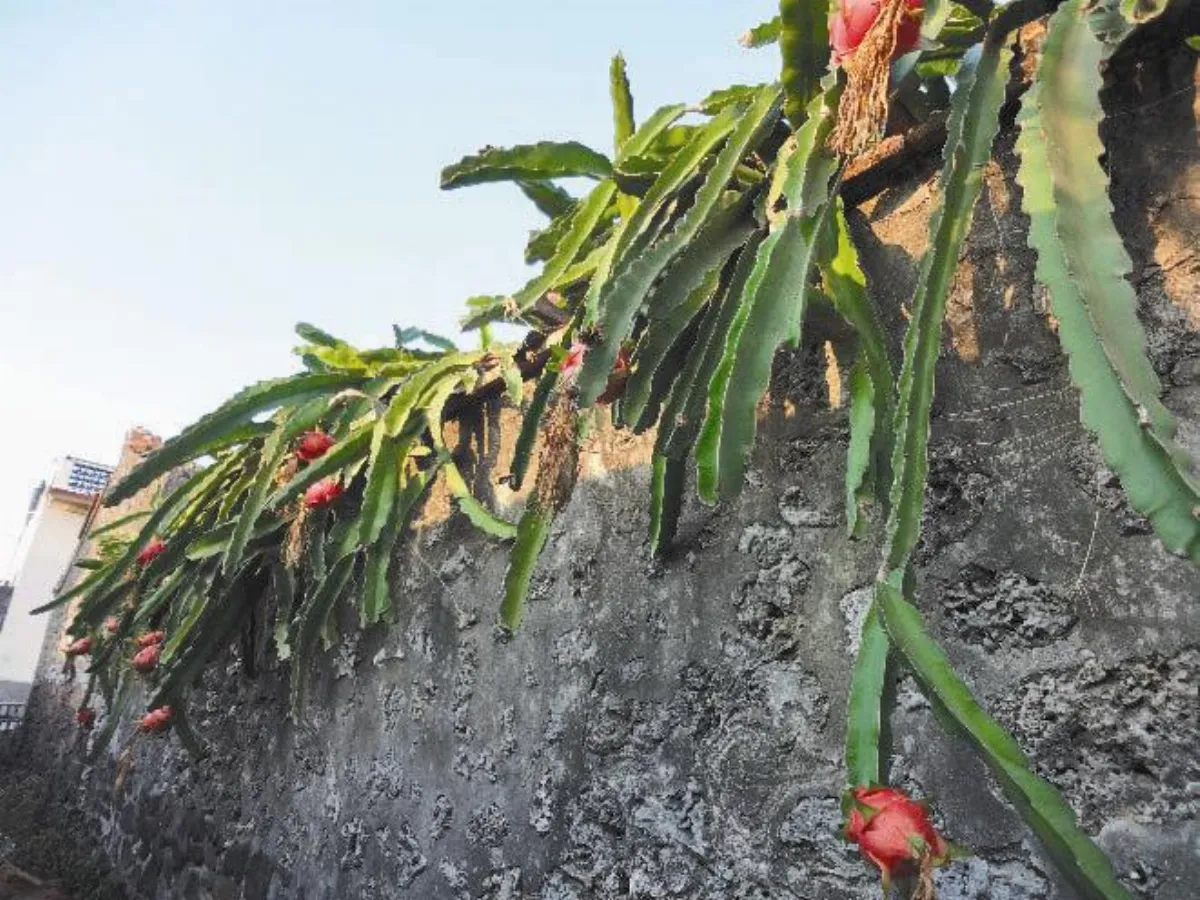 【島嶼拼圖】 澎湖的火龍果