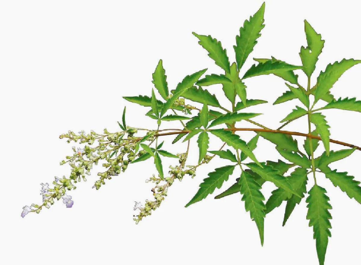 【楚辭植物圖鑑】 荊 （今名：黃荊）