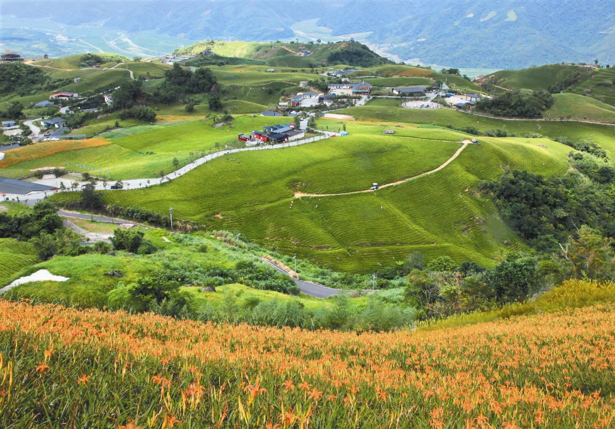 茶來茶去  茶在海岸山脈與金針共舞