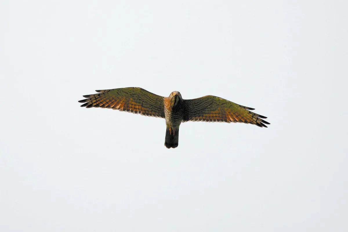 奇妙生物 國慶鳥──灰面鵟鷹