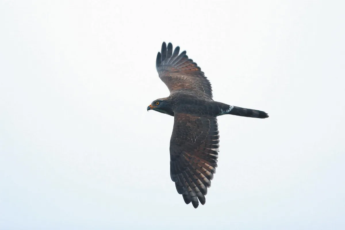 奇妙生物 國慶鳥──灰面鵟鷹