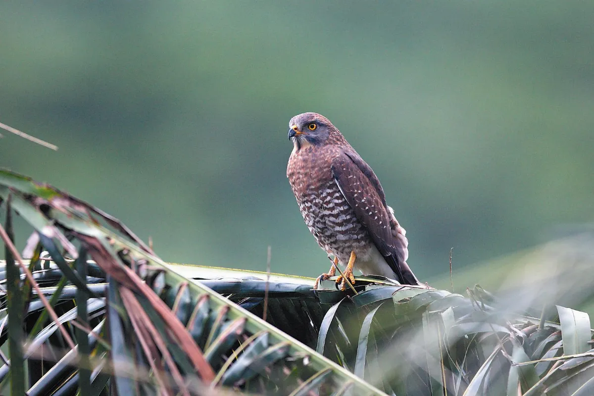 奇妙生物 國慶鳥──灰面鵟鷹