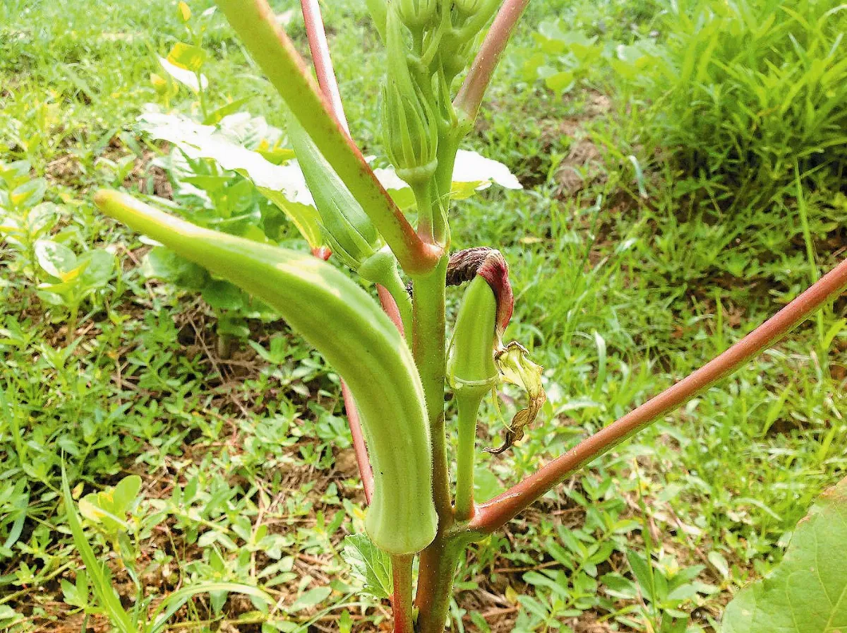 【人間植物禪】 像香蕉的秋葵