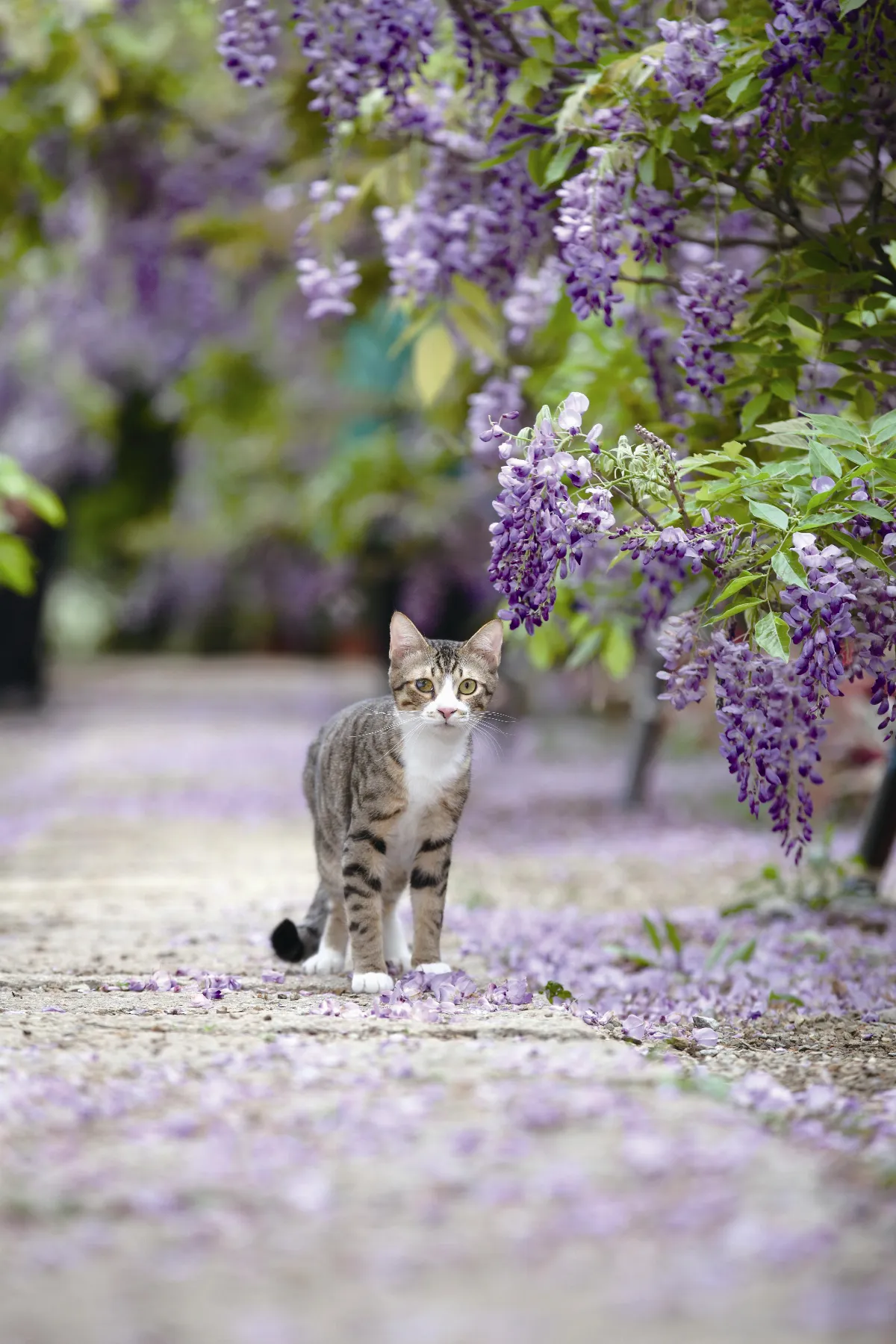 動物攝影 當貓遇上花