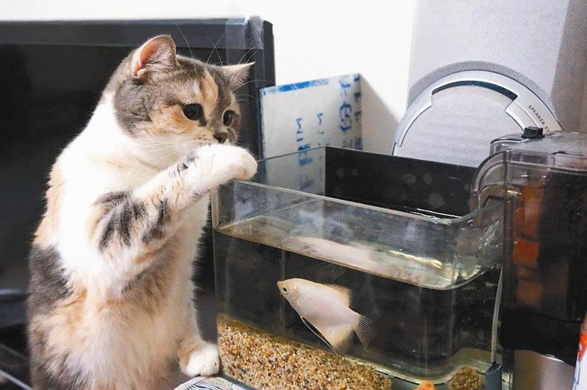 生活快門 貓愛吃魚？