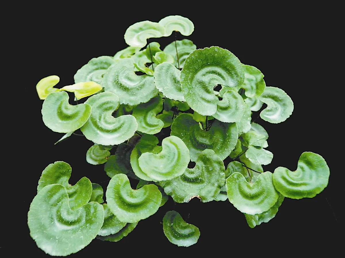 保種中心 搶救滅亡植物