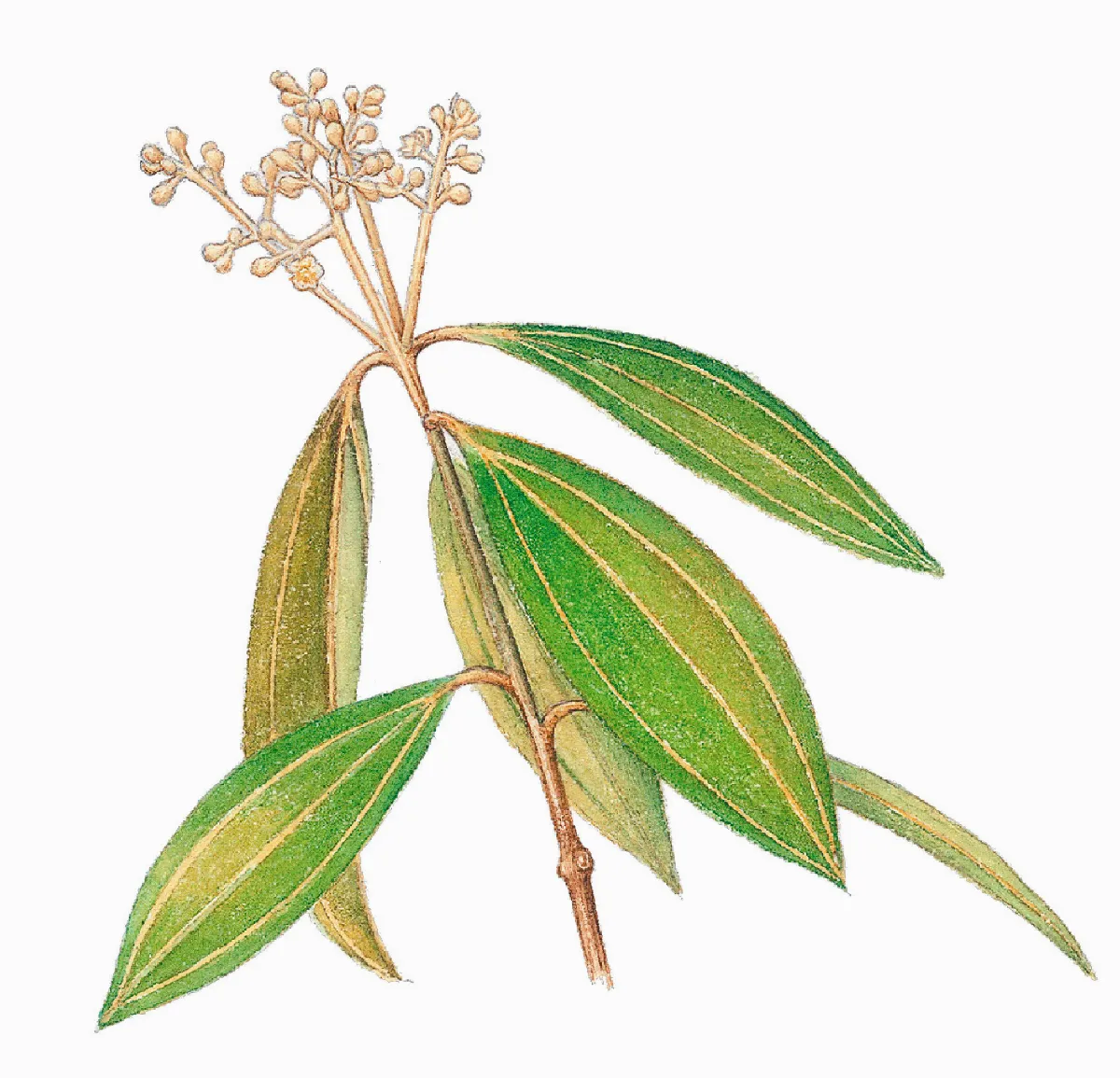 【楚辭植物圖鑑】 桂（肉桂）