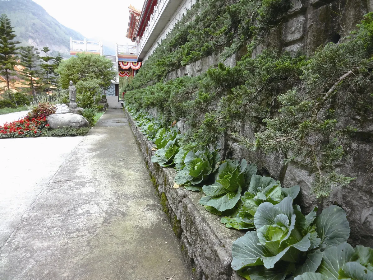 旅行的風景 聽佛音長大的高麗菜