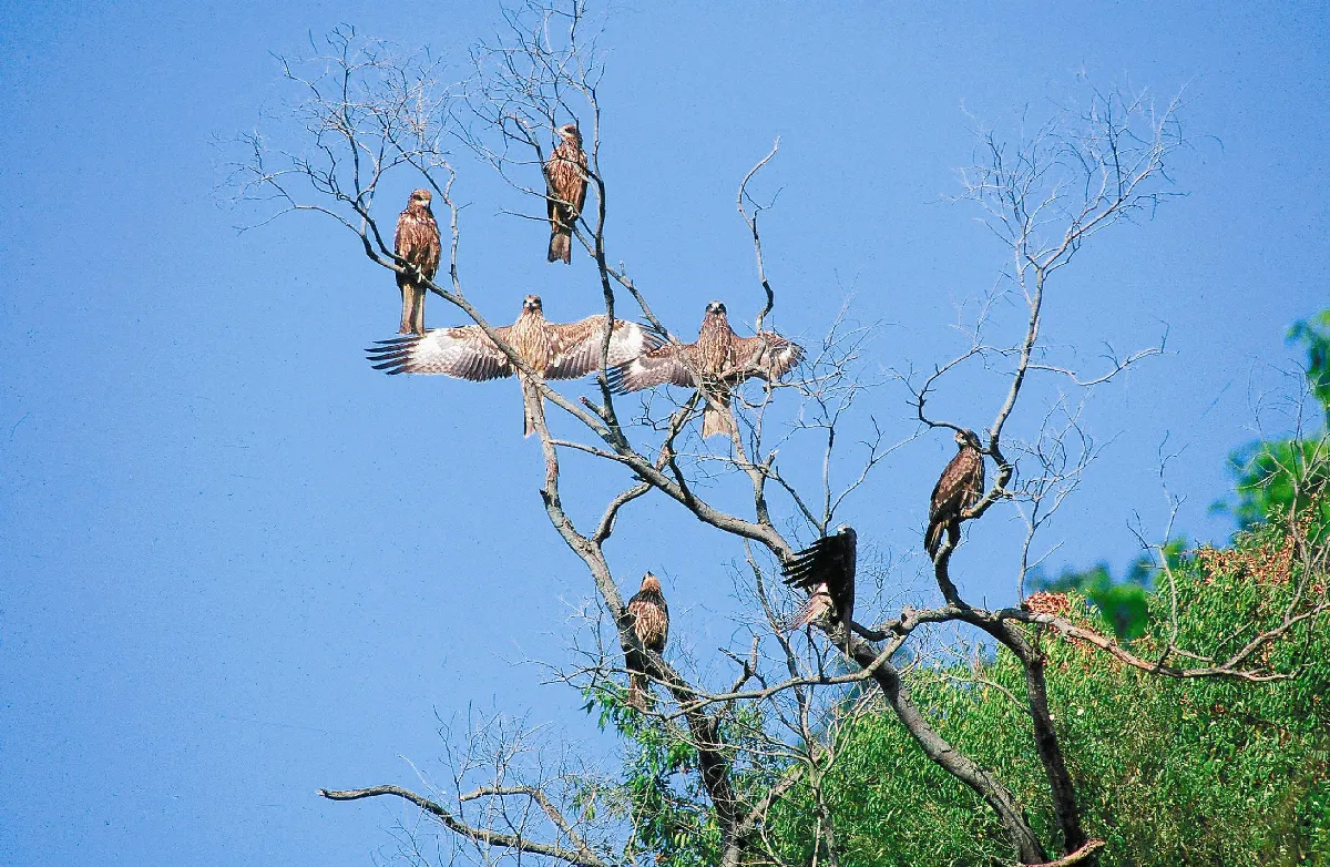 老鷹想飛 沈振中為黑鳶求生路