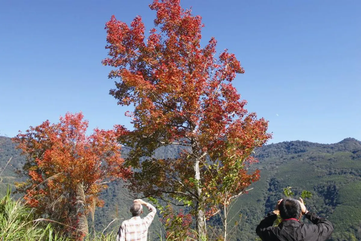 旅遊大小事 全台楓景追追追
