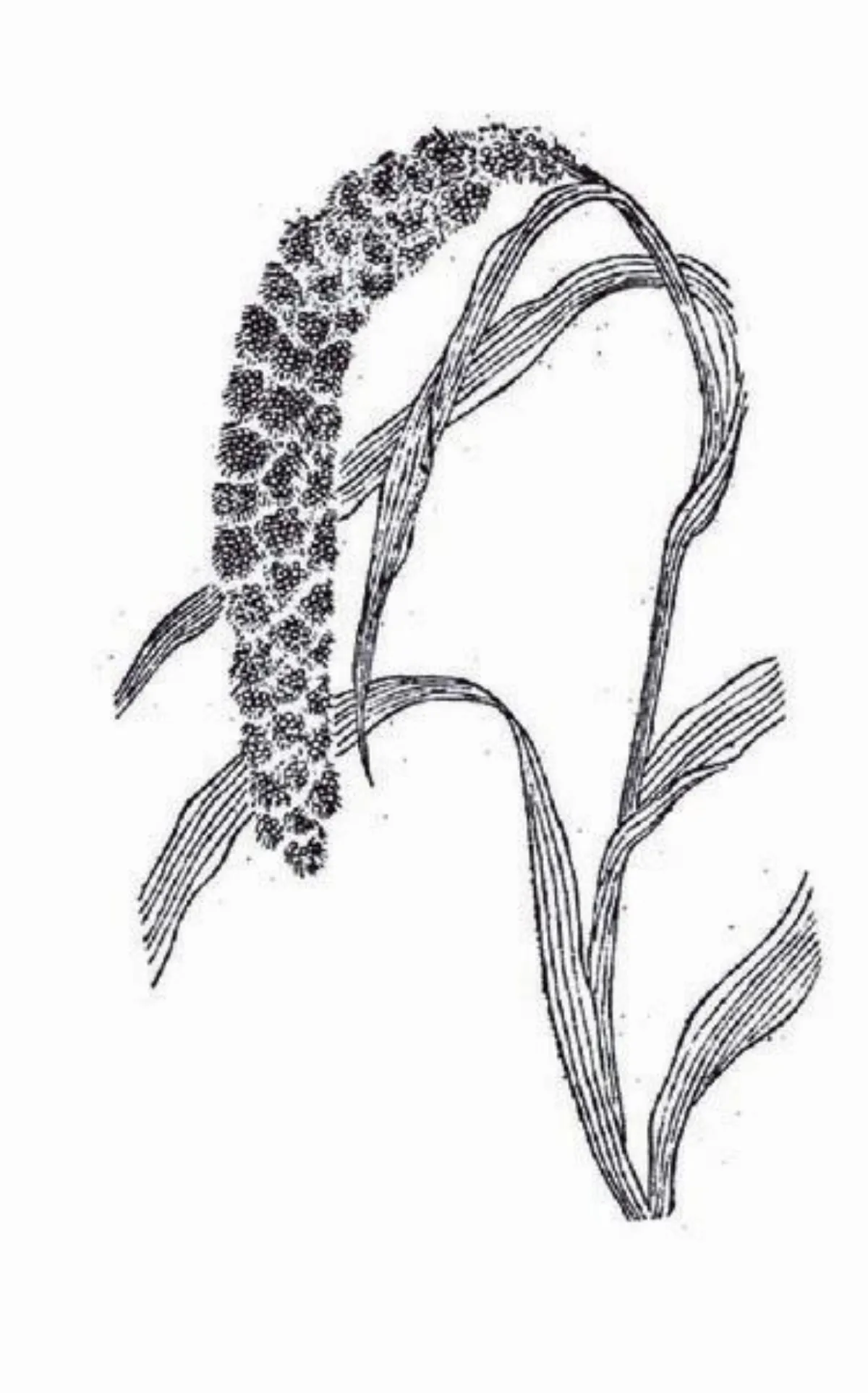 【楚辭植物圖鑑】黃粱（小米、粱、粟）